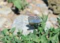 Polyommatus dezinus (Çokgözlü Hakkariçillisi)